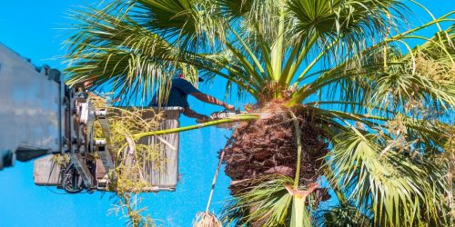 Palm Tree Service, Palm Tree Care, Free Estimates