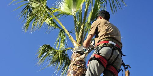 Palm Tree Service, Tree Service, Free Estimates