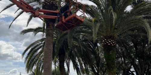 Palm Tree Care, Palm Tree Service, Plant & Tree Installation - free estimate